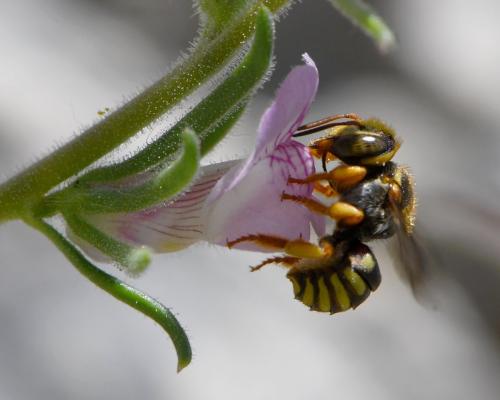 Réf. 283 373 : Rhodanthidium infuscatum